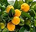Calamondin - naranjo enano de interior - cítricos comestibles - maceta cerámica...