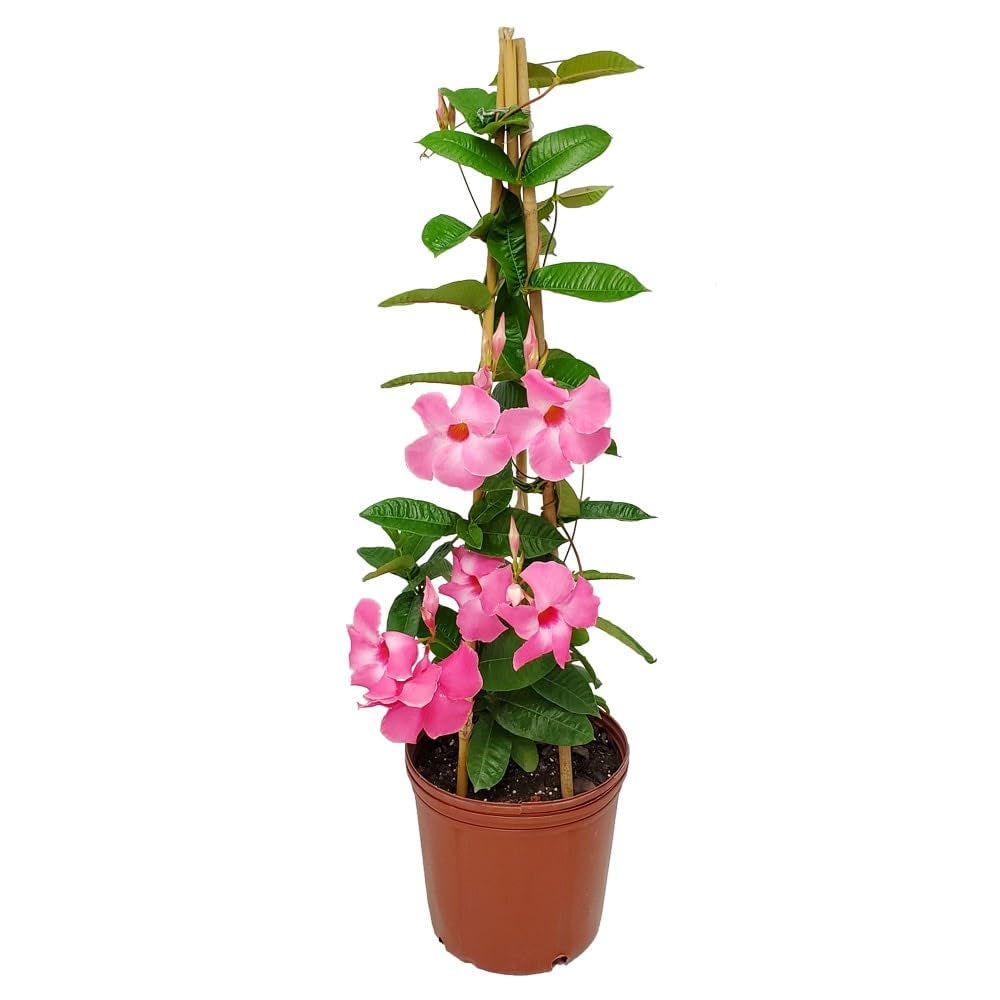 Dipladenia rosa llena de vida tu hogar con sus flores abundantes