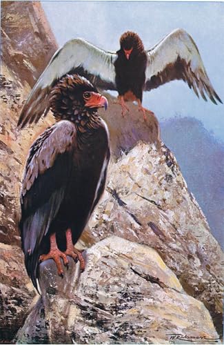 Tableaux Art décor Bateleur Kuhnert : affiche illustration faune vintage 60x90cm
