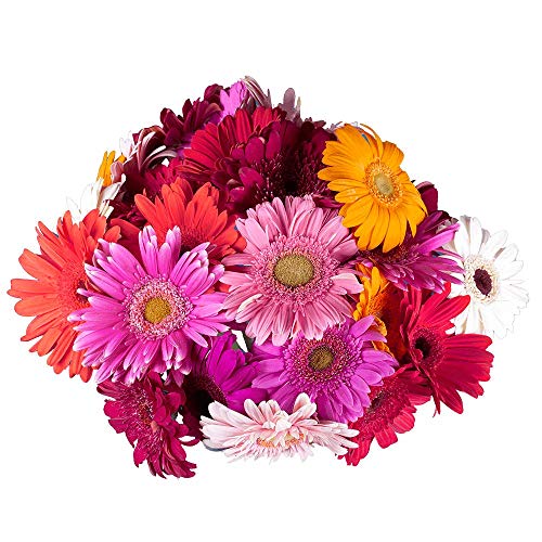 Amazon Best Sellers Best Fresh Cut Daisies