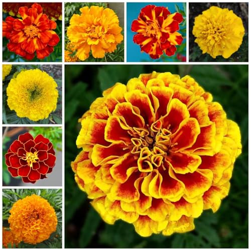 semi di tagetes perenni - calendula, giardino roccioso resistenti di tagetes calendula biologici, aiuola, esotiche resistenti 50pcs