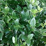 Ligustrum Lucidum - Cerveza china (30 – 40 cm)