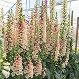 Una semilla favorita, para bordes, etc., con excelentes efectos decorativos.