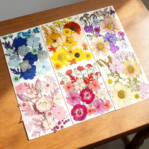 120 hojas y flores prensadas secas para manualidades miniatura 5