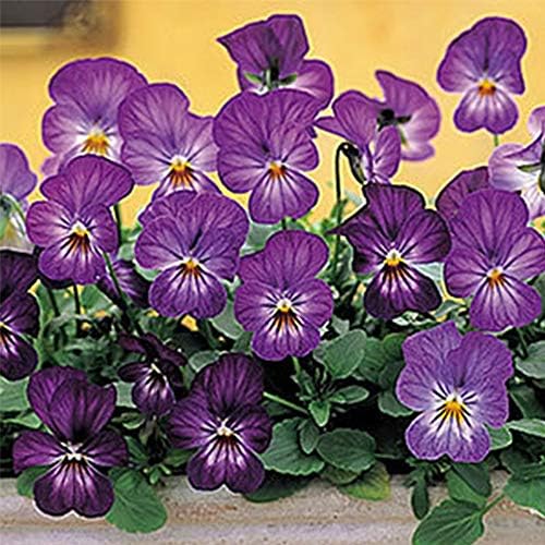 Amazon ビオラ ビビ ラベンダーアンティーク ポット苗 1個 パンジー ビオラ すみれ 苗 寄せ植え 花 Amazon ビオラ ビビ ラベンダーアンティーク ポット苗 1個 パンジー ビオラ すみれ 苗 寄せ植え 花