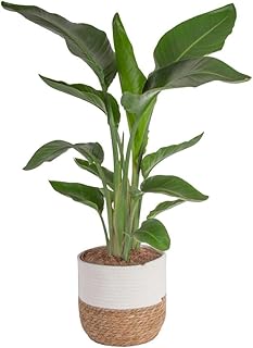 6 Luxurious Indoor Hot Tub Room Ideas for Home Bliss 2 Costa Farms White Bird of Paradise Live Plant in Decorative Pot, Large I...