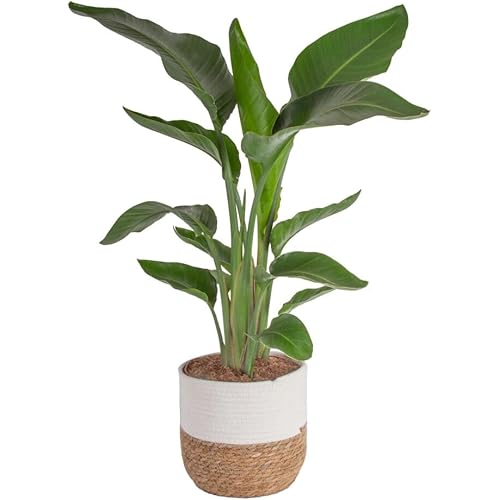 Costa Farms White Bird of Paradise Live Plant in Decorative Pot, Large Indoor Houseplant, Perfect for Home, Room, or Office Decor, Great House Warming or Birthday Gift, 2-3 Feet Tall