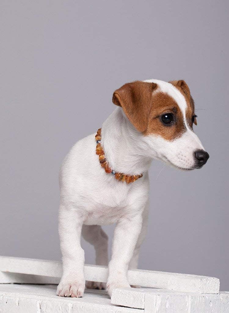 Dog Collar Small Medium Large (13.78-15.74 inch (35-40 cm))