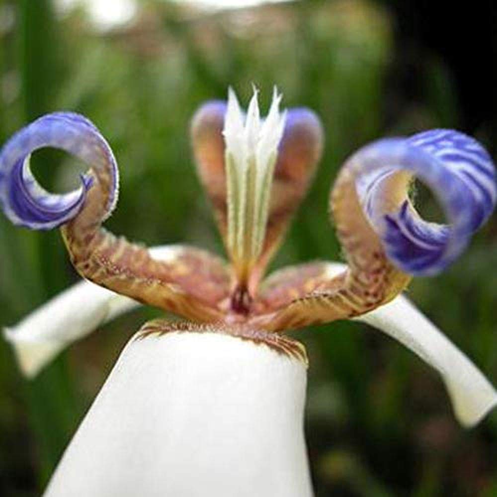 DFBTYGIris Flower Bulb 2 Pcs Paper White Iris Flower Purple Bearded Iris Roots/Bulbs Beauty Rebloom Iris Bulbs Home Balcony Bonsai