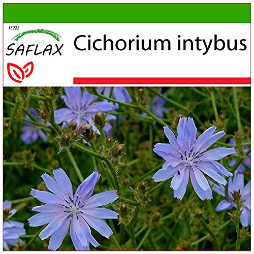 SAFLAX - Chicory - 250 Seeds - with Soil - Cichorium intybus