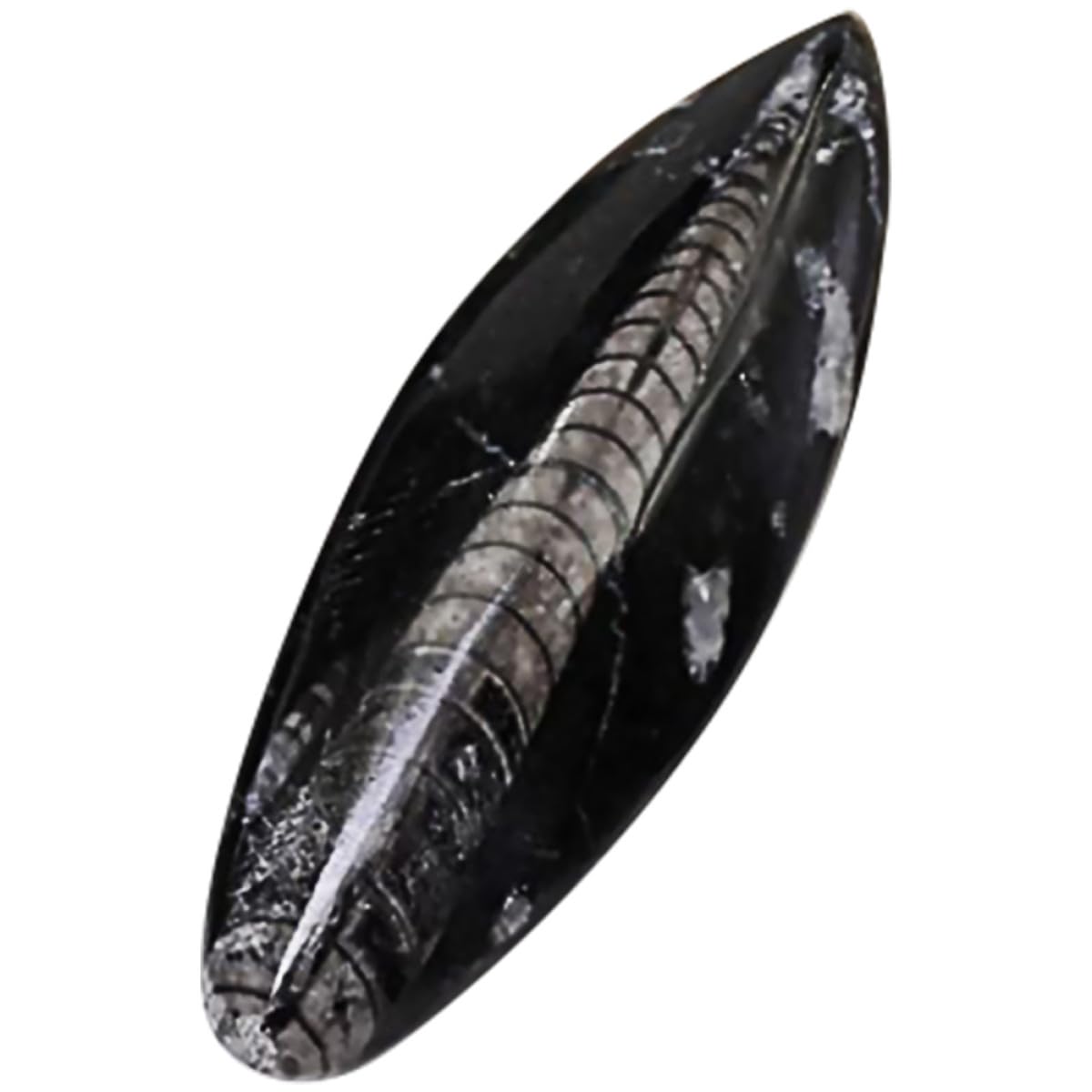 Cabilock Juguete Educativo Fósil de Ortoceras Negro, Espécimen Mineral para Desarrollar Creatividad Función Decorativa, Adecuado para Laboratorio Científico y Día del Niño