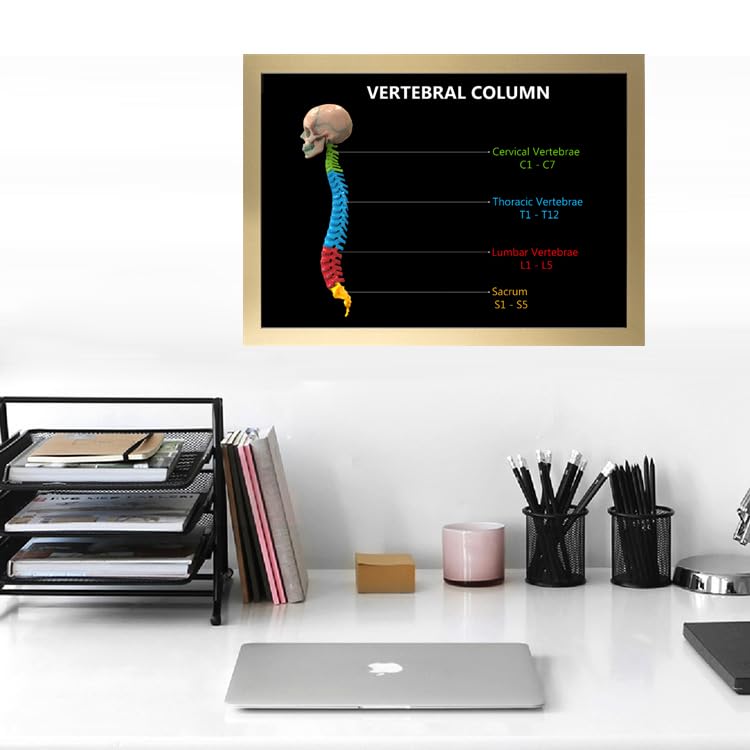 Image of Taanfu Body Educational Learning Anatomy Posters ，Vertebrae Column Art Vertebrae Column Villi Anatomy Art Poster Digestive System Organs Illustration Small Intestine Physiology Anatomy Wall Art Villi