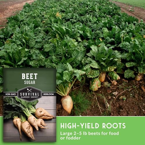 Sugar Beet Seeds for Planting – Survival Garden Seeds (5 Pack) - Image 5