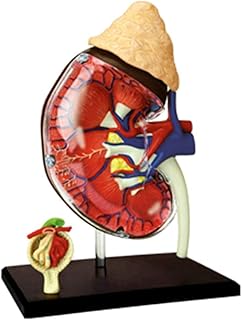 Anatomical Models Anatomical Model of Human Rein， 1: 1， Lifestyle， Human Organ， Anatomical Model， Teaching Modeluseful SaiFei