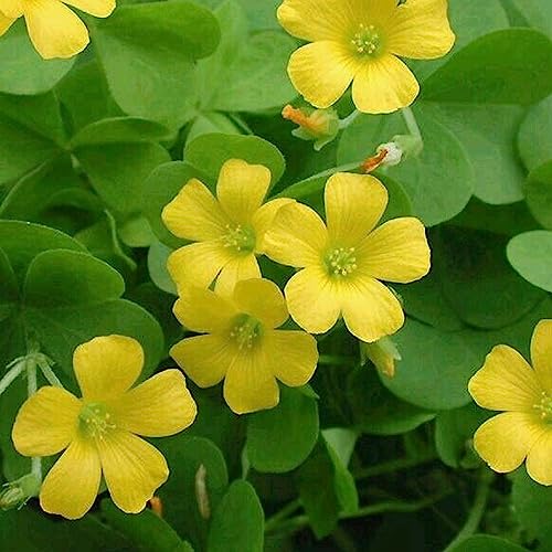 Luojuny Semillas de acedera, 30 Unids/bolsa Semillas de flores Comestibles No OGM Semillas de acedera de colores brillantes amarillas para plantar Semilla