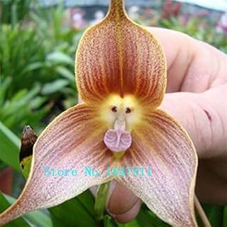 Purple: Beautiful Edelweiss Seeds 20 Pieces/Bag Leontopodium Alpinum Flower Bonsai Seeds Bonsai Plants Very Simple Plant Flower Seeds Perennial: Only Seeds