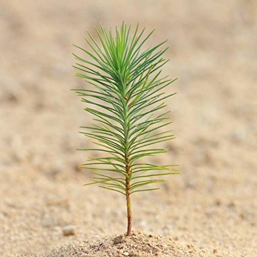 10 stücke/20 stücke Kiefer Samen Japanische Weiß Pine Samen Pinus Parviflora Grünpflanze Baum Bonsai Samen - Image 7