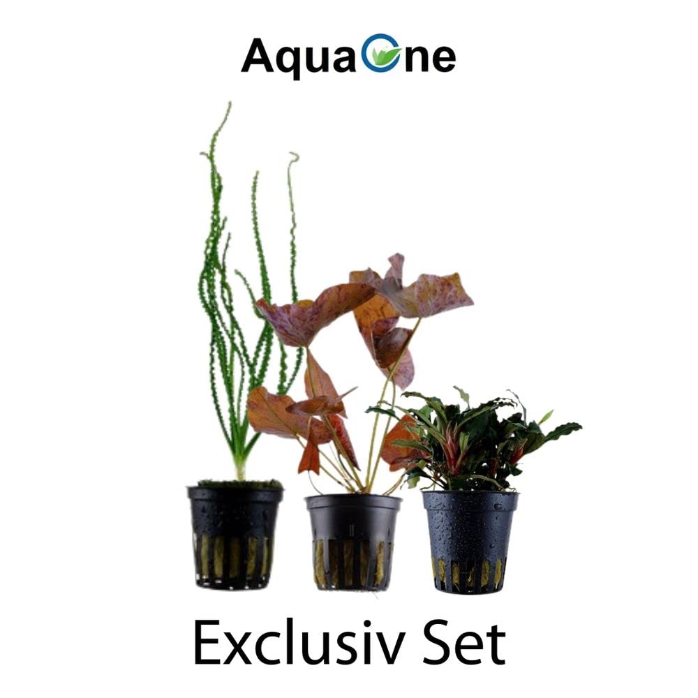 AquaOne Aquarium Pflanzen 3x Wasserpflanzen Set Exclusiv Aquascaping