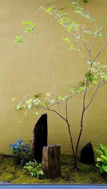 Amazon.co.jp: アオダモ 苗木 観葉植物 庭木 シンボルツリー : おもちゃ