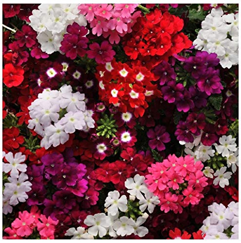 PREMIER SEEDS DIRECT - Trailing Verbena Mix - 420 Seeds - Verbena PENDULA - Annual Flower