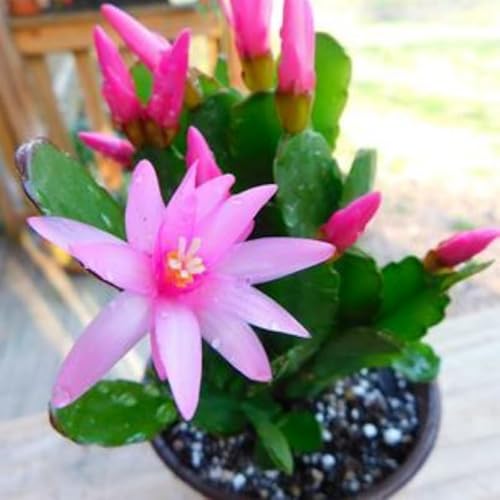 Pink Easter Cactus Plants Live, Easter Cactus Plant, 4 to 6 Inch Tall Pink Spring Cactus Plant Perennial Flower Easter Cactus Plants for Indoor Garden Pink Easter Cactus Plants Live, Easter Cactus Plant, 4 to 6 Inch Tall Pink Spring Cactus Plant Perennial Flower Easter Cactus Plants for Indoor Garden