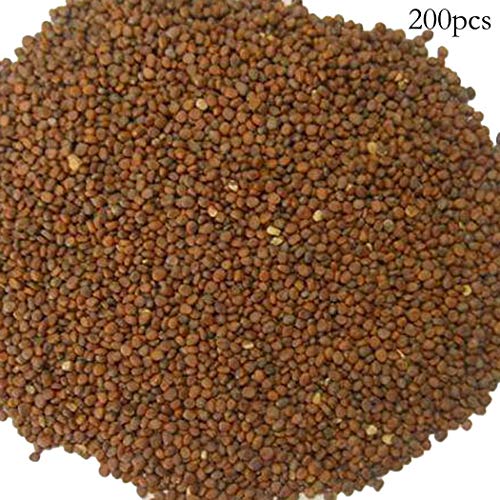 Bravet Vegetable Seeds - 200pcs Eggplant Seeds Organic Vegetable Rich In Vitamin Mixed Eggplant Seeds for Home Garden