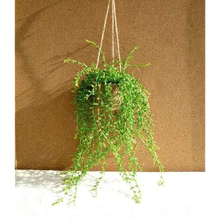 Amazon グリーンネックレスハンギング 造花 Ct触媒 人工観葉植物 オンライン通販