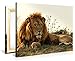 PICANOVA Majestic Lion 100 x 75 cm Premium Canvas Print on 2 cm Wooden Stretcher Frame for Bedroom and Living Room