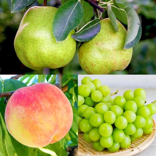 [先行予約]フルーツ定期便 全3回 白桃 シャインマスカット ラ・フランス 2026年9月上旬頃~発送開始 sb-fthsl3