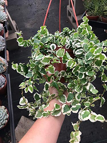 Live Variegated Creeping Fig - Ficus pumila Variegata Foliage Plant Fig 1qt Pot Live Variegated Creeping Fig - Ficus pumila Variegata Foliage Plant Fig 1qt Pot