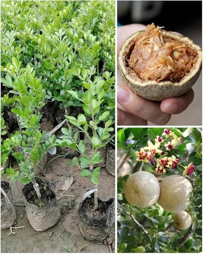 Image of All-Time 12 Months Hybrid GRAFTED Live Fruit Plant Original & Authentic Organic Tree for Outdoor Fast-Growing Fruit Plant Home Gardens Pack Of-1 (Wood-Apple Fruit Plant, Medium)