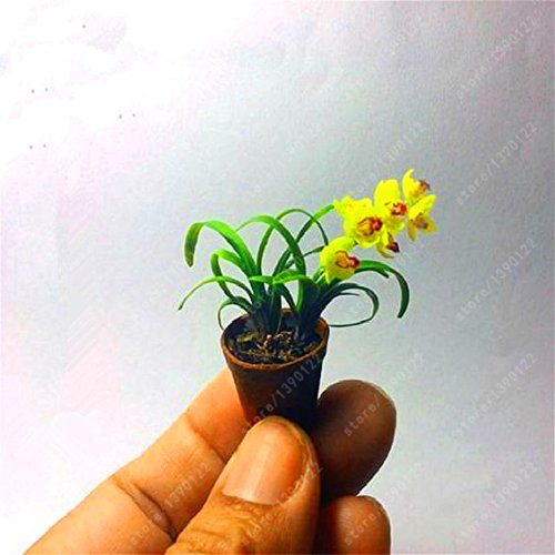100 pc/bag rare mini orchid orchid orchid Phalaenopsis indoor miniature seed flowers garden bonsai orchid home garden vase 6 - Afbeelding 3