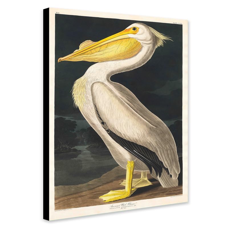 American White Pelican by John James Audubon (1785-1851) - Wrapped Framed Canvas Wall Art (A1 [32 x 24 inch / 81 x 61 cm])