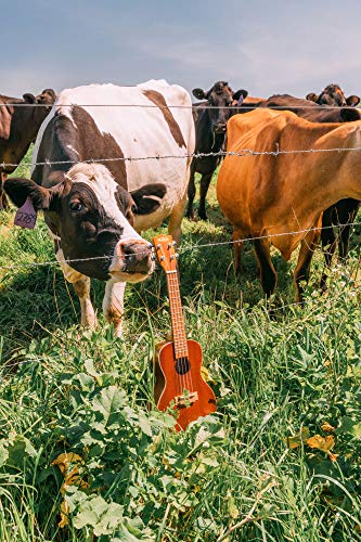 kala ka-c mahogany concert ukulele