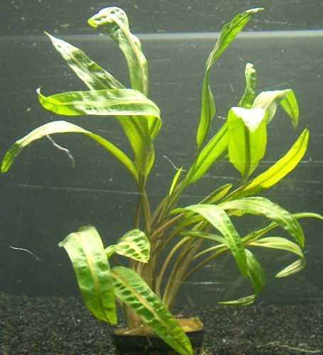 3 Mutterpflanzen Cryptocoryne 20-25 cm, Aquarium