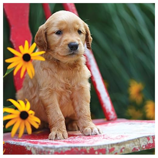 Magnet & stål 8348 Cocker Spaniel valp blomma hälsningskort