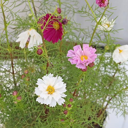 Amazon.co.jp: 花苗 八重咲き コスモス ダブルクリック 3.5号 ローズ