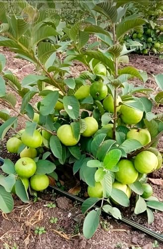 Image of Hybrid All Seasons Guava Fruit Tree Live Plant for Home Kitchen Terrace Garden Amrood Ka Podha Amrud Phal Ka Paudha Outdoor
