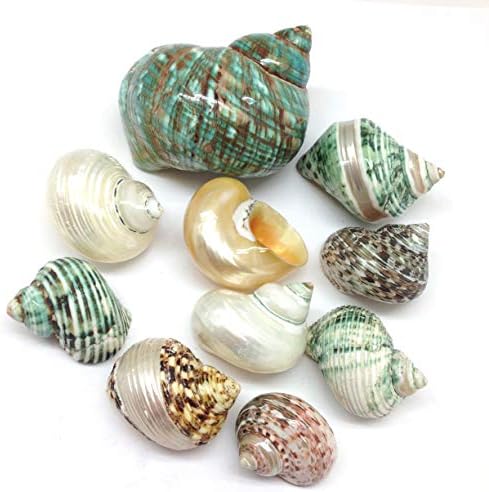 PEPPERLONELY 10 PC Polished Mixed Turbo Sea Shells, Shell Size 1-1/2 Inch ~ 3 Inch