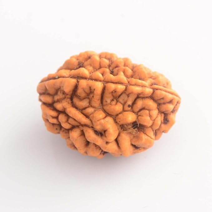 Natural 2 Mukhi Rudraksha Unstudded