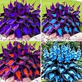 Hosta Seeds, 99 Pieces, Perennial Shade Garden Plants for Indoor and Outdoor, Low Maintenance