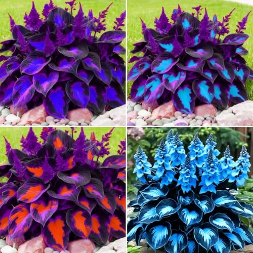 Hosta Seeds, 99 Pieces, Perennial Shade Garden Plants for Indoor and Outdoor, Low Maintenance