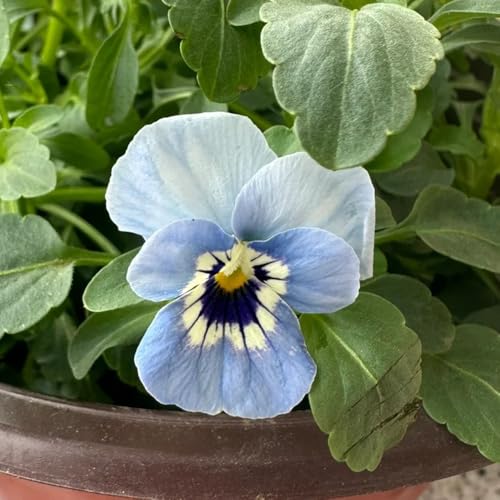 violeta cornuda - Viola cornuta oficina semillas decoración balcón parterre 160pcs