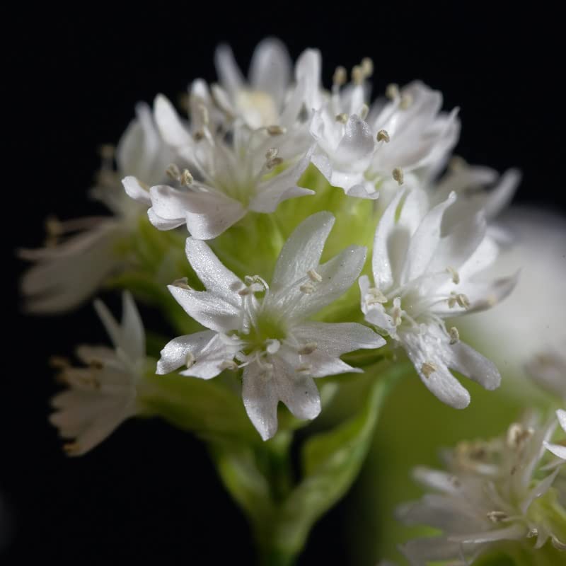 6x Lychnis alpina – Vaso 9x9 cm – pianta perenne alpina fioritura rosa giardino roccioso