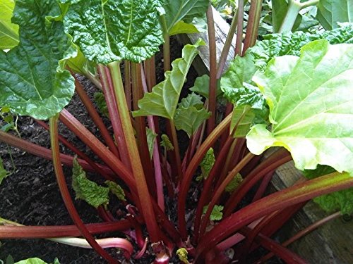 Rhubarb Seeds Crimson Stalks Withstands Hot Temps