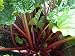 Rhubarb Seeds * Crimson Stalks * Withstands Hot Temps