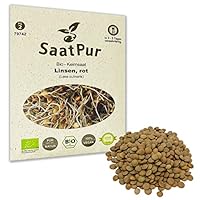 Rote Linsen BIO Keimsprossen von SaatPur - Linsen Rot Sprossen Keimsaat, Microgreen - 75g