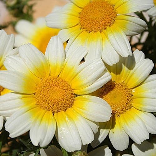 Non GMO Bulk Garland Daisy Seeds Chrysanthemum coronarium (25 lbs)