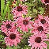 25 + Samen/Pack Pink Ecea/Sonnenhut Blumensamen/Staude