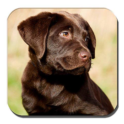 Cushions CornerChocolate Labrador Pup Coaster Young Lab Puppy Outdoors Acrylic